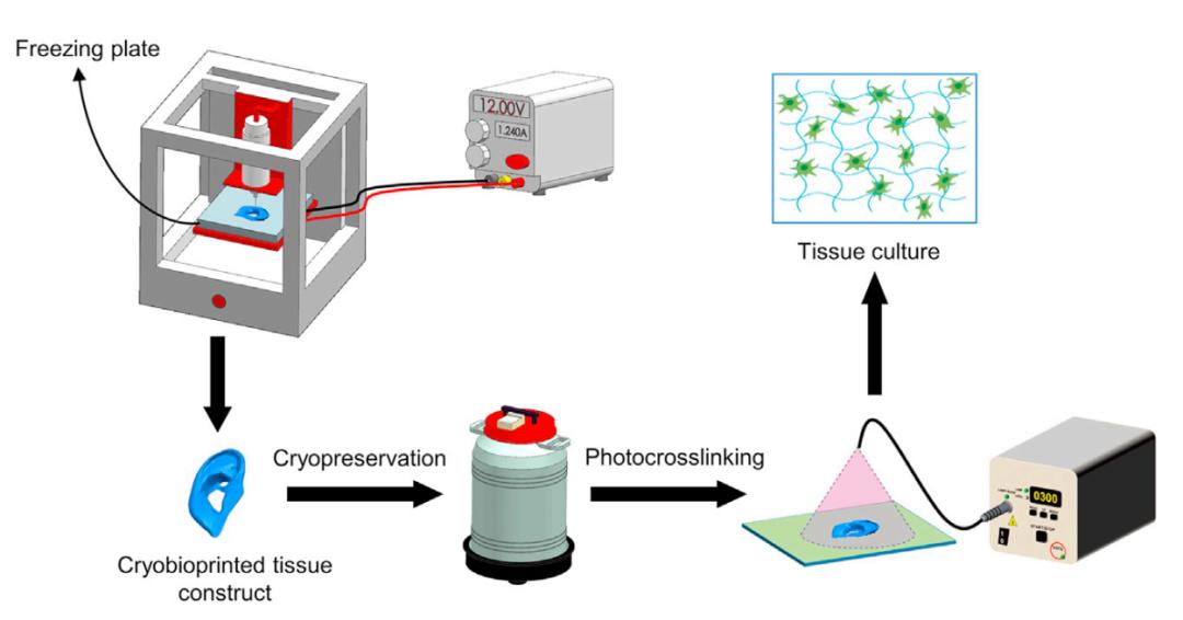 抗冻水凝胶生物敷料,抗冻水凝胶