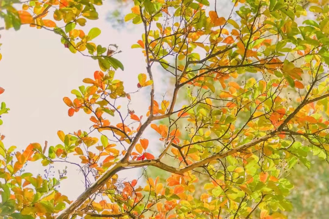 公认的唐诗第一首张九龄,张九龄的经典古诗