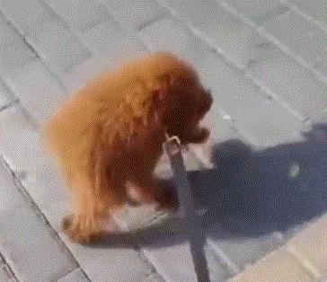 这样的阴间猫狗审美，早该翻车了