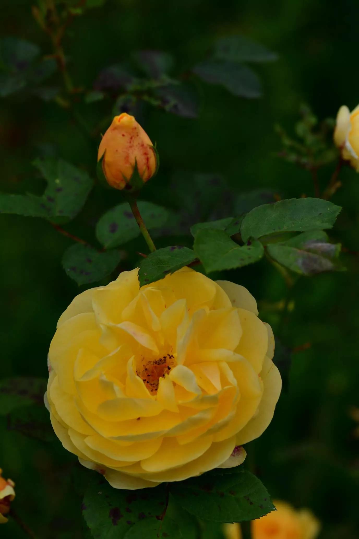 所有花的名称大全,认识各种花的寓意