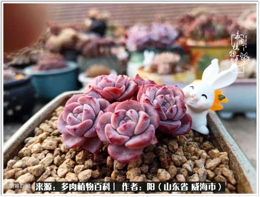 浜洪棿鐑熺伀鑷湁涓囧崈棰滆壊,浜洪棿鐑熺伀鐨嗘槸骞冲嚒棰滆壊