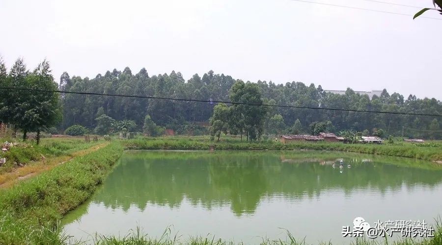 鱼虾蟹怎么选,鱼虾蟹怎么踩点