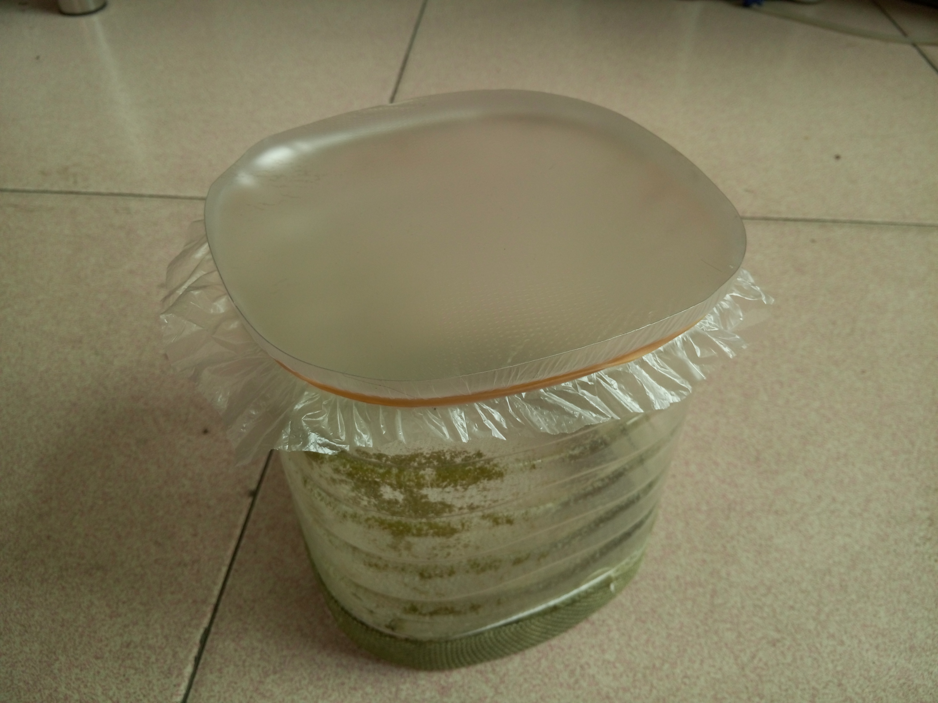 原生的斑马鱼会长蝶翼吗,原生斑马鱼会跳吗