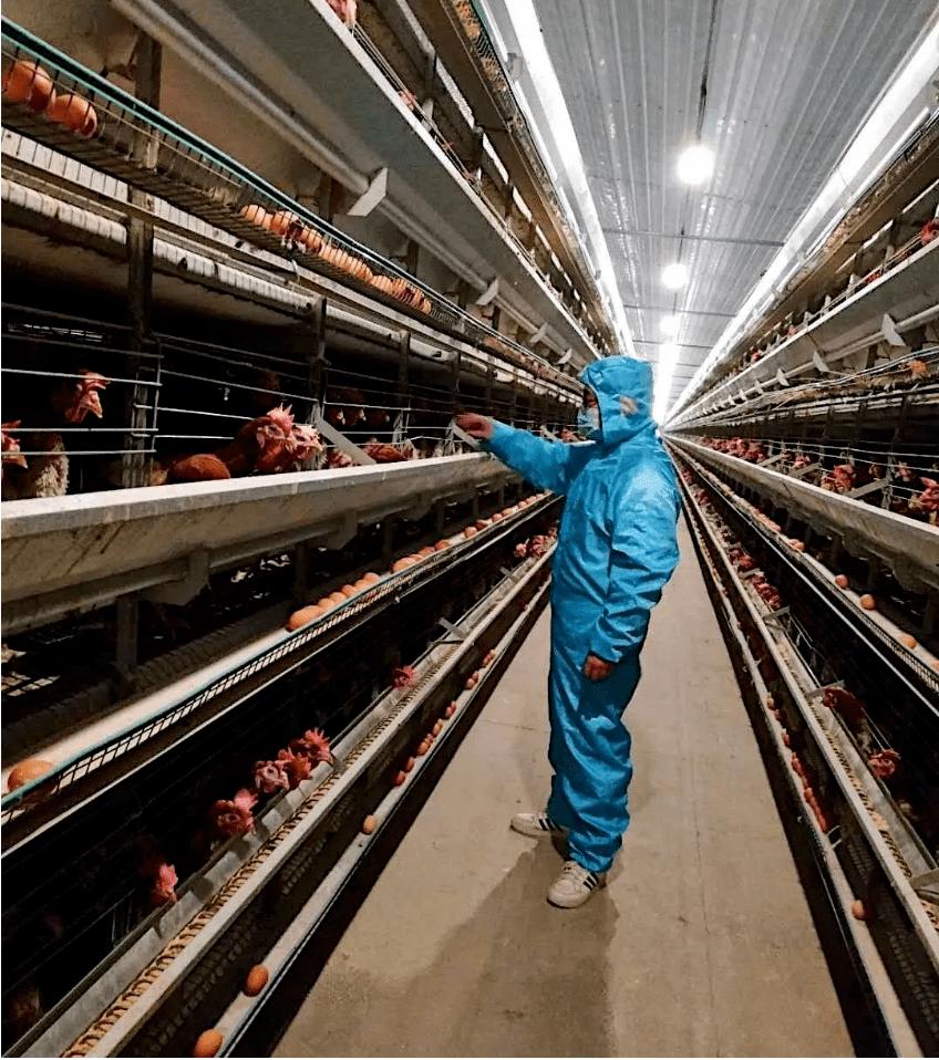 250cc血换30枚蛋！台湾省缺蛋让民众崩溃，大陆为啥没有缺蛋荒？