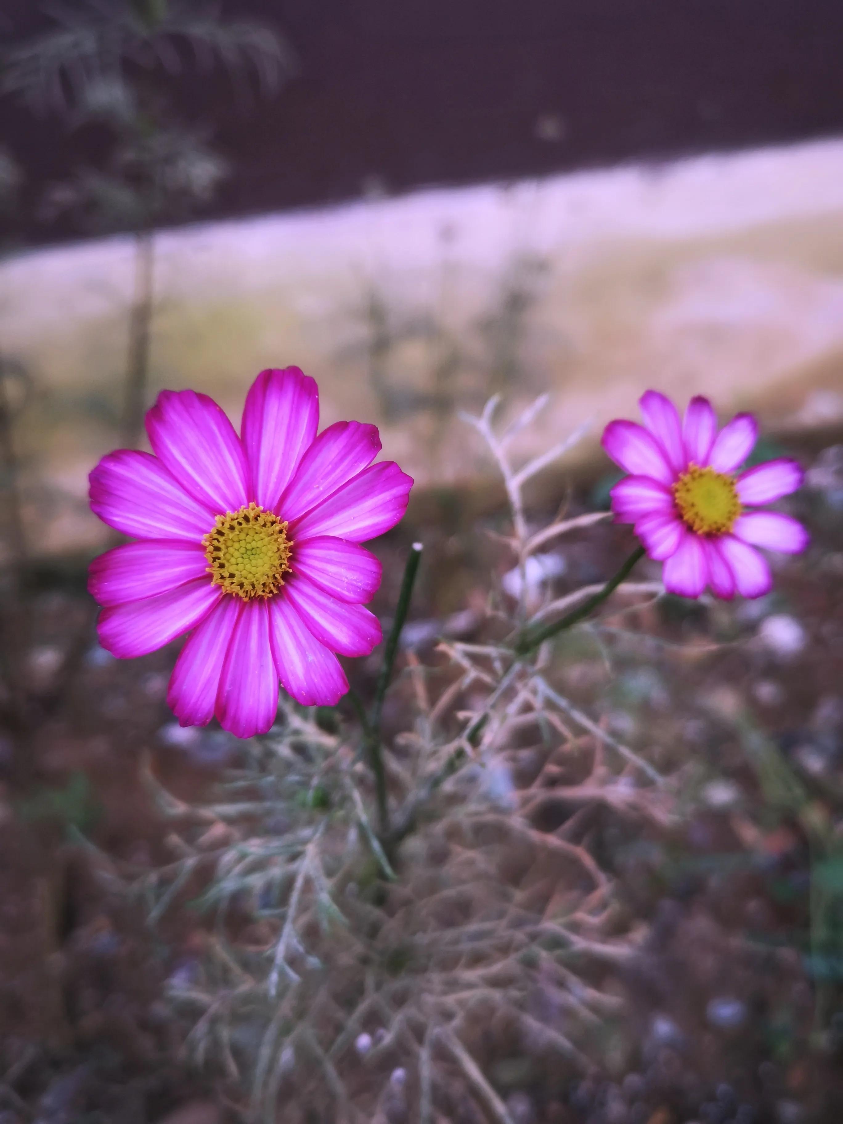 看了这里你就一定会了解你手机的影像系统