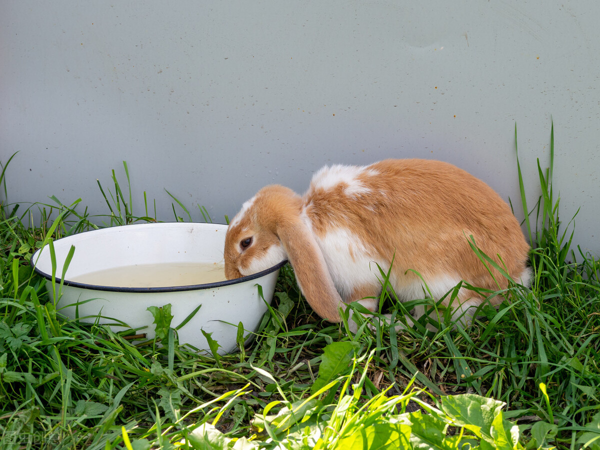 兔子流乳白色脓鼻涕,兔子感冒流鼻涕怎么治