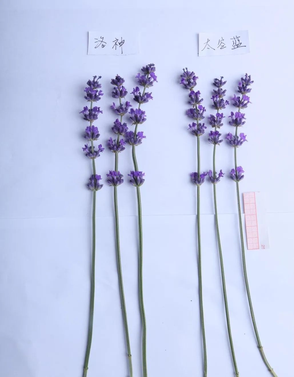 北京有顺利越夏的薰衣草了，它的“祖先”曾遨游太空18天