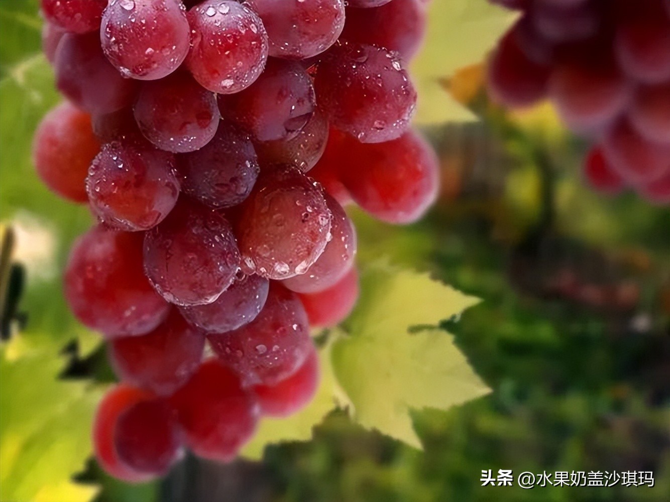 中国各地有名的特产是什么,中国各省市的著名特产