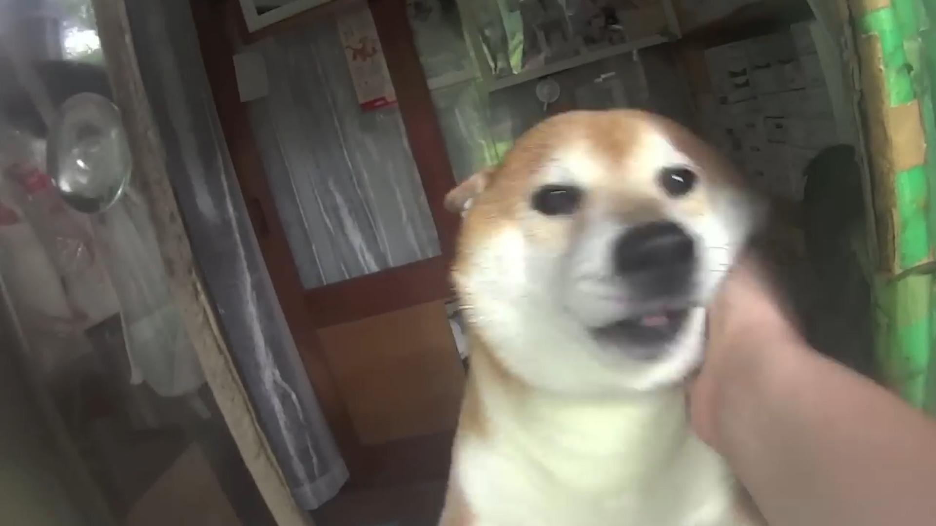 柴犬当便利店店员,柴犬开便利店视频