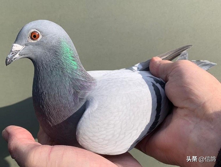 比利时鸽展,国际鸽展