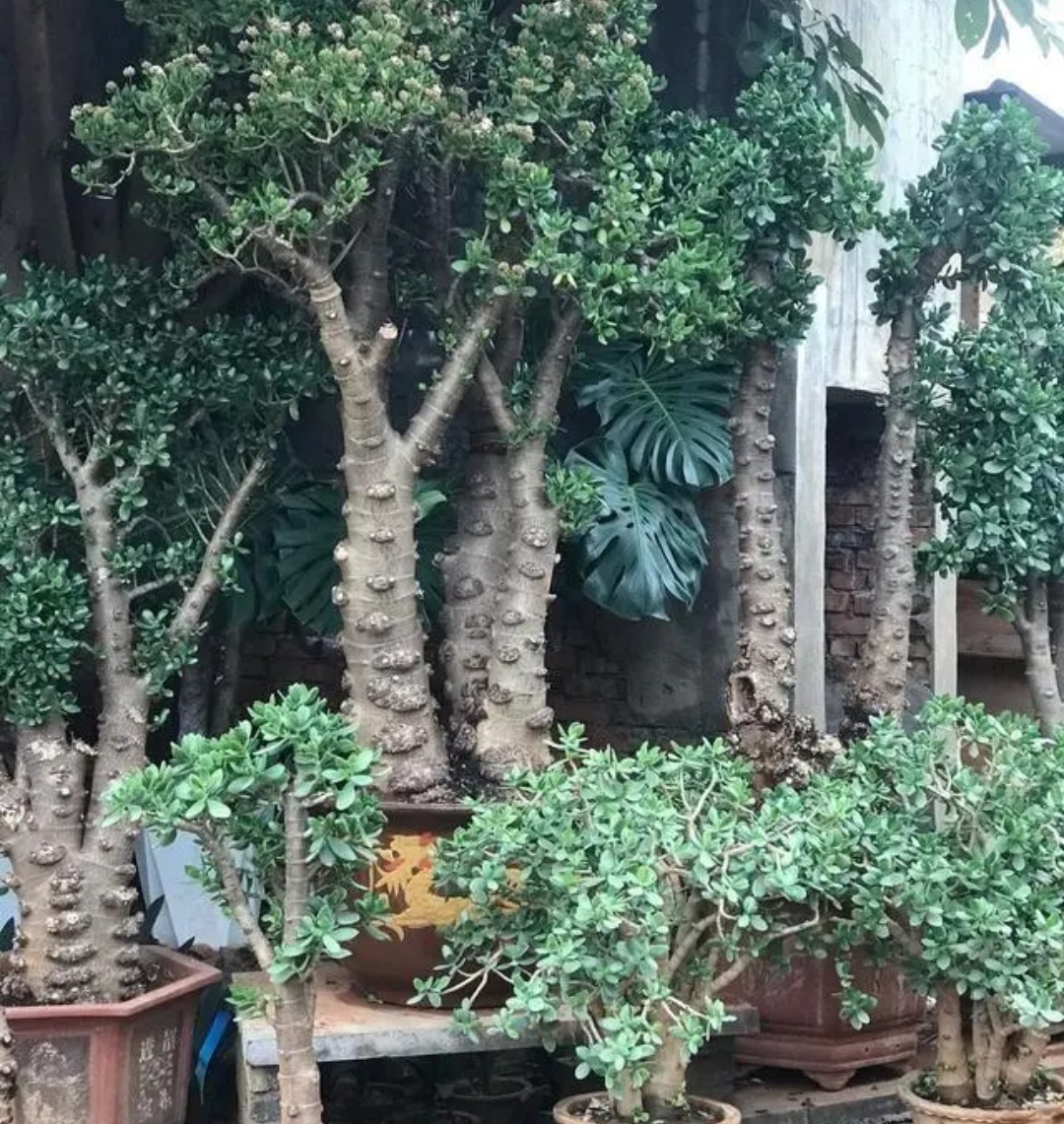 室内适合养的镇宅花,家里养什么镇宅花好