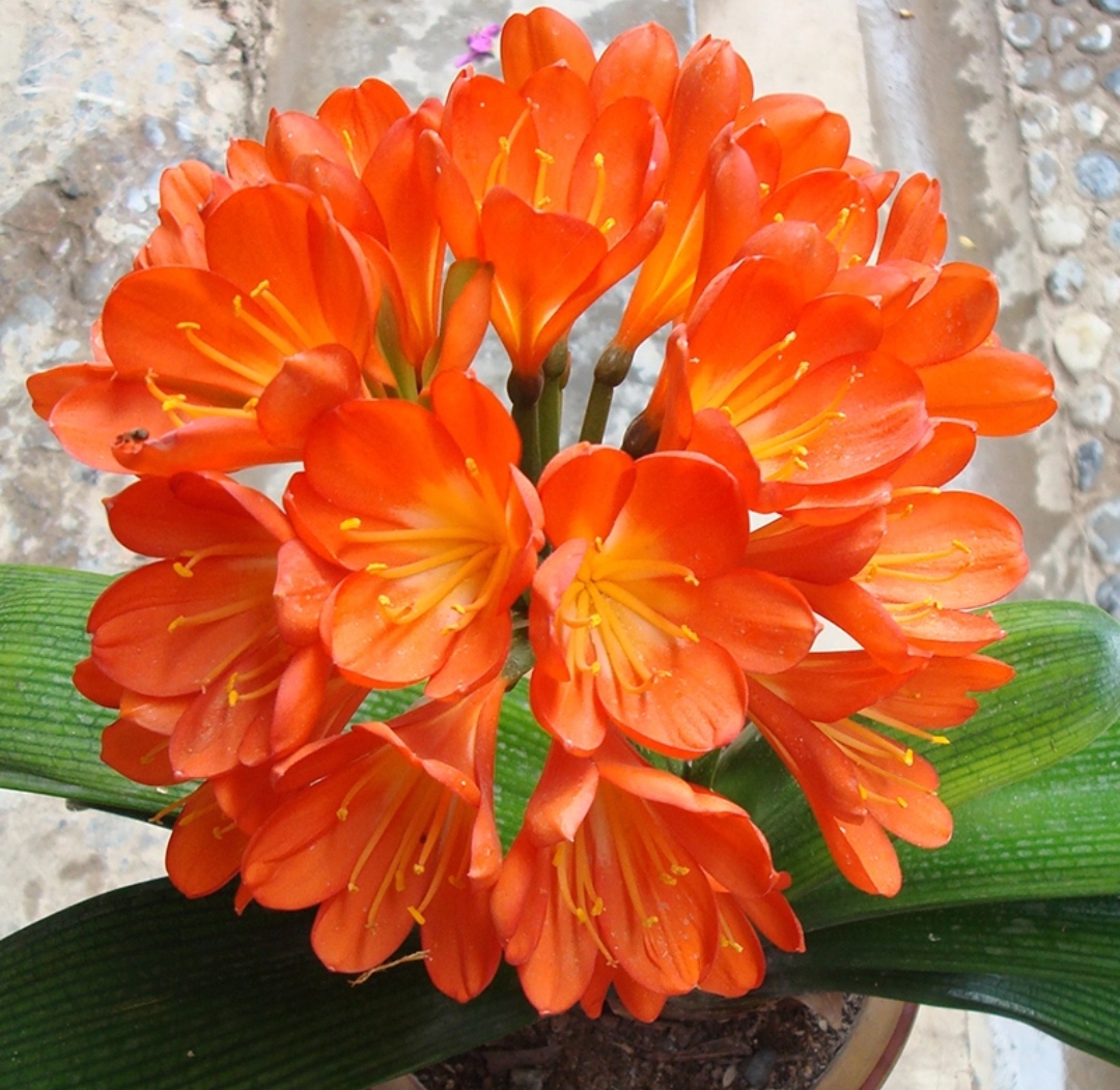 好看的花养在家里心情美美哒,家中养三种花养人旺家