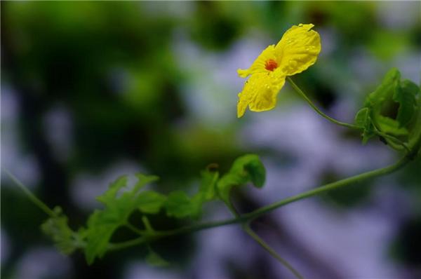 金铃子经典片段原声,金铃子儿时回忆