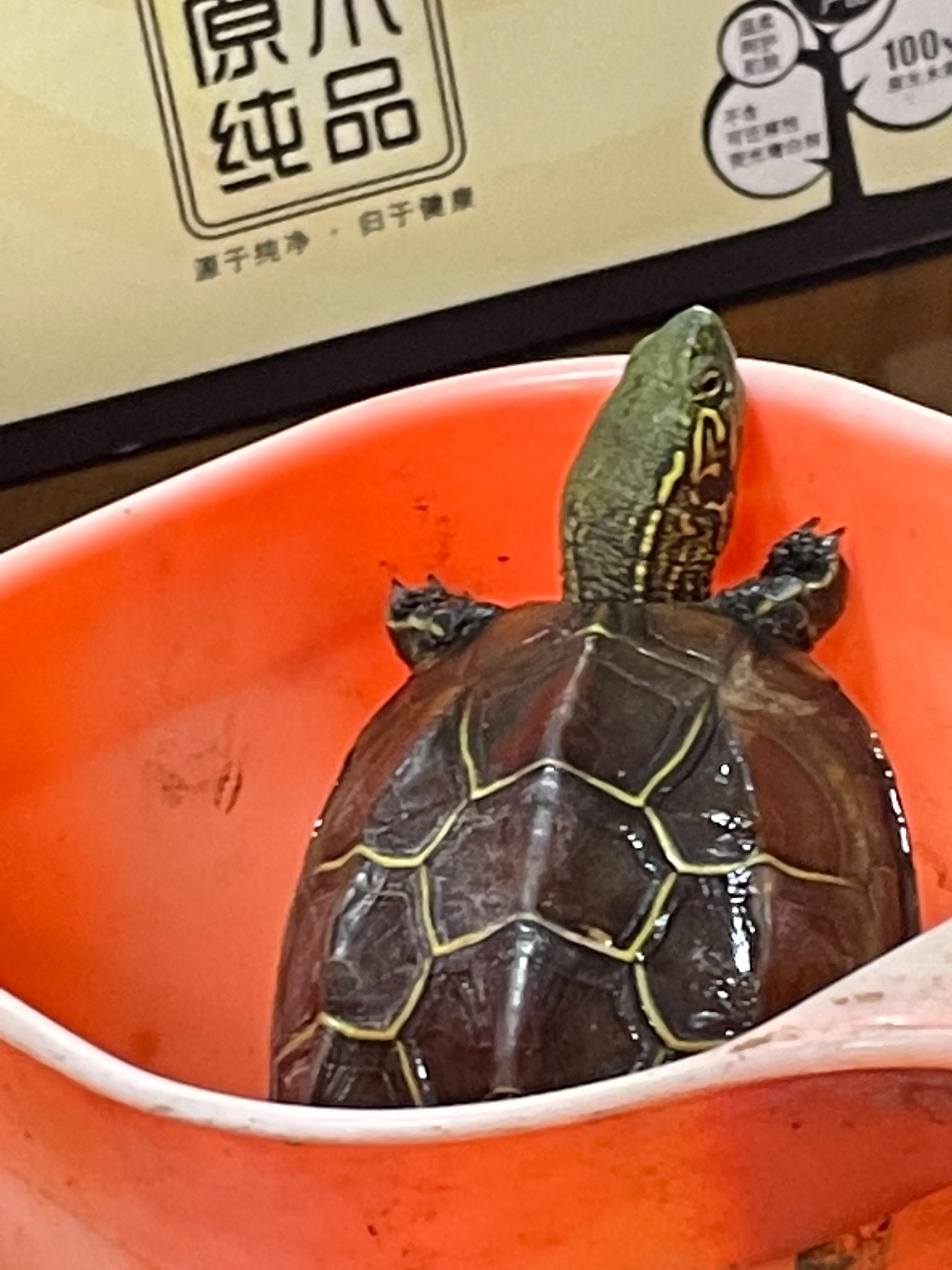 神奇的乌龟绘本故事,神奇的乌龟小视频