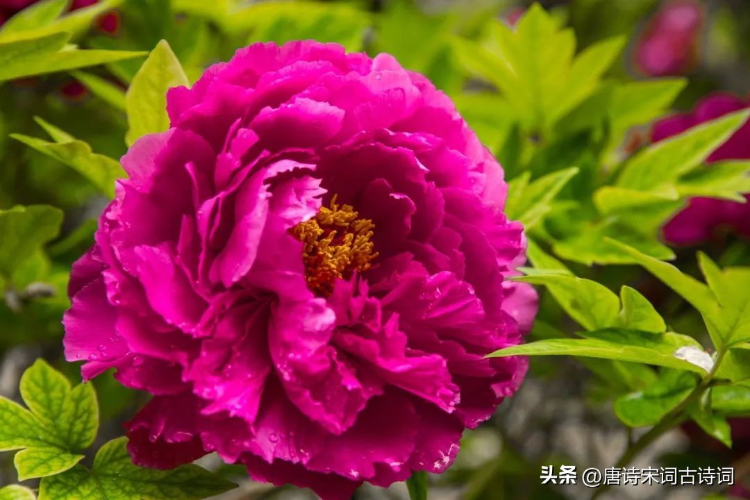 光艳动天下的何止安乐公主