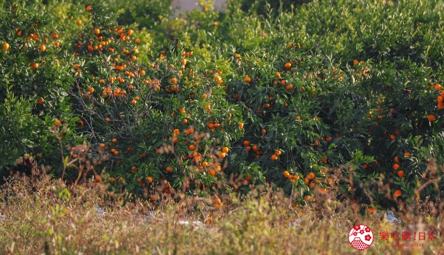 佐贺太良町、有田町旅行，搭「双星4047」观光列车吃竹崎蟹