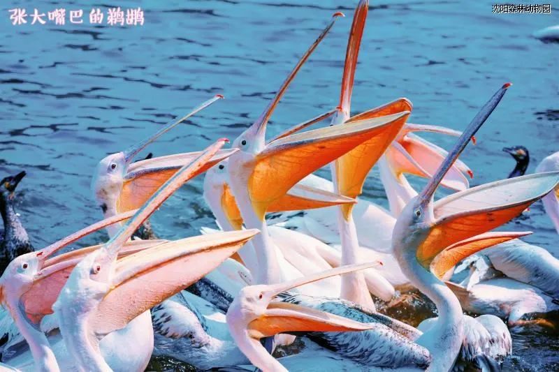 沈阳森林动物园饿死老虎,锦州到沈阳森林动物园