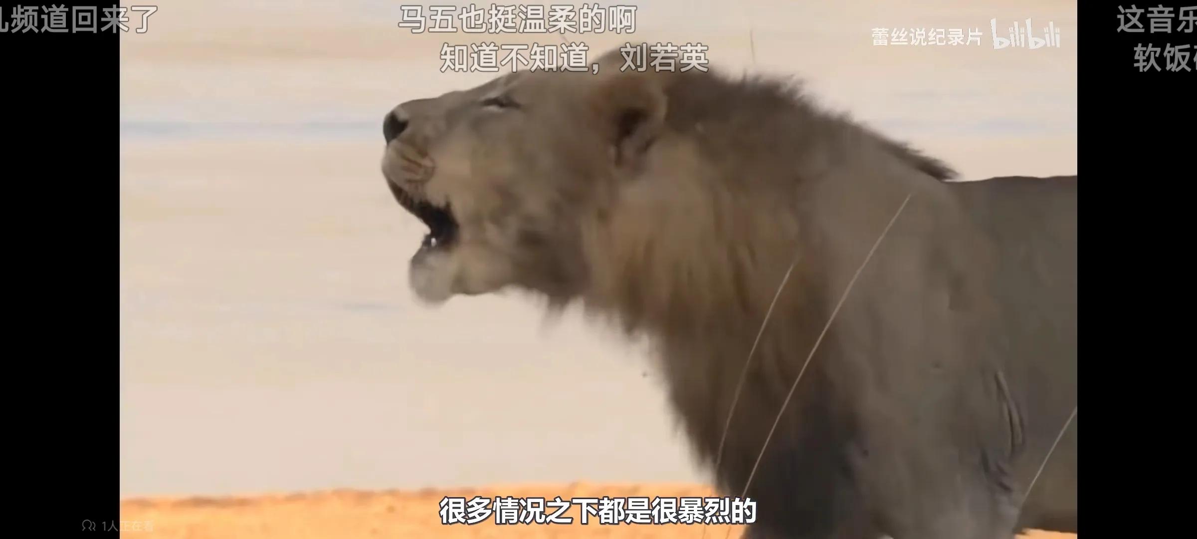 最疼爱小狮子的公狮,公狮爱母狮