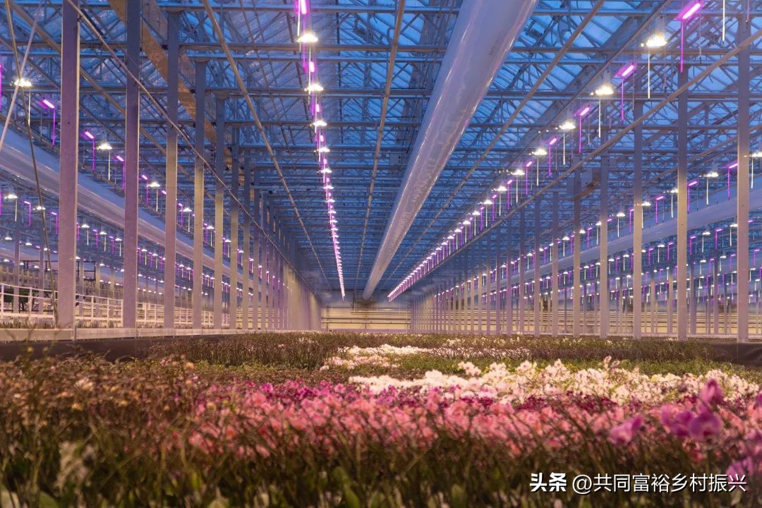 世界十大最顶尖的农产品强国,世界十大新型农业产品