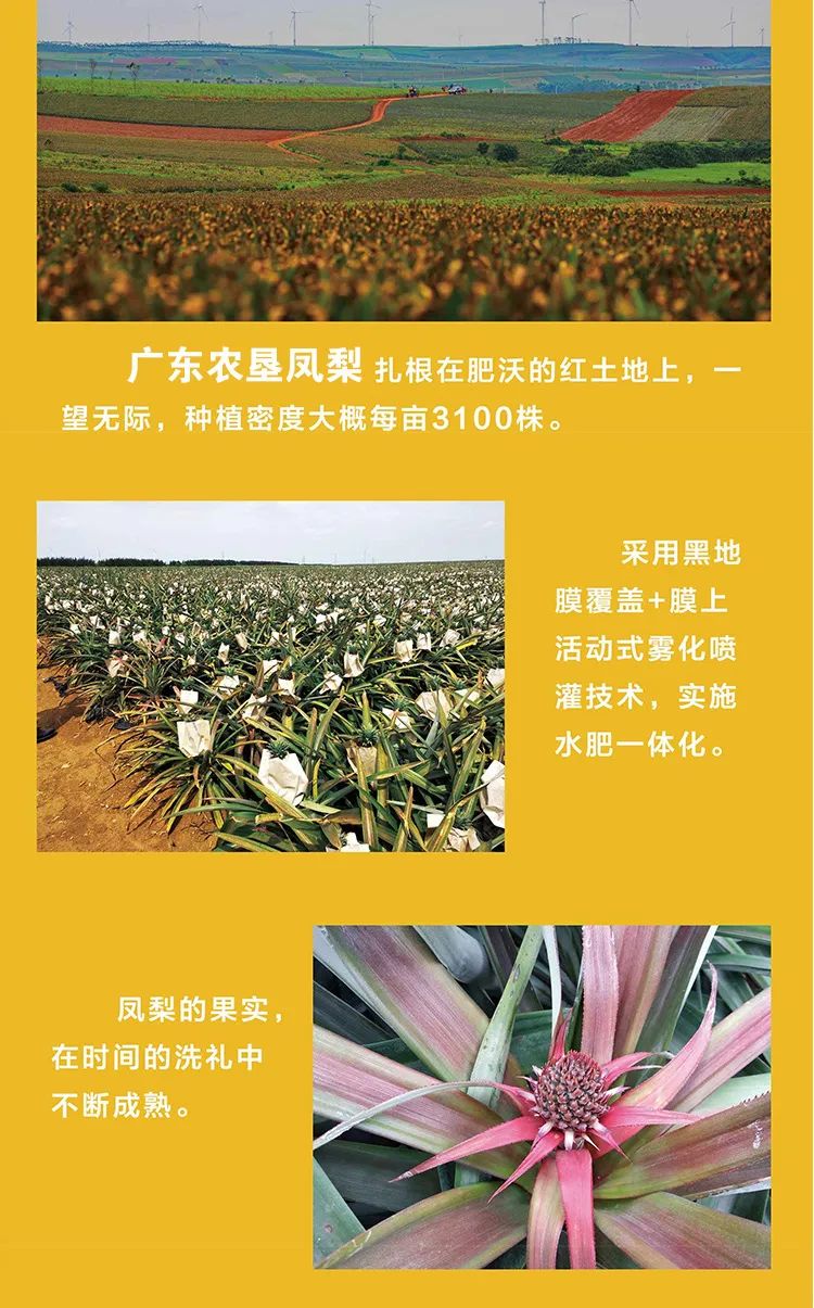 遇上凤梨，了解一个外表粗糙、内心甜美的“热带水果姑娘”！