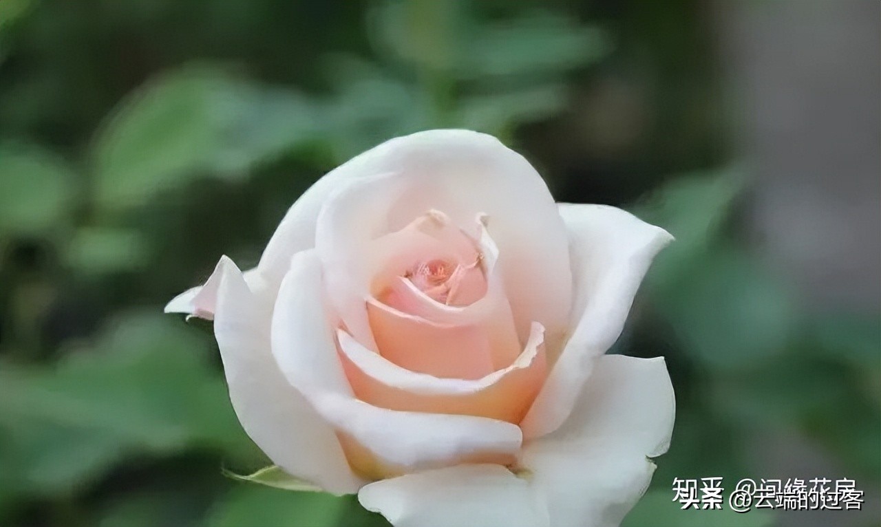 1到99朵玫瑰的含义图片,1到99朵玫瑰花语是什么