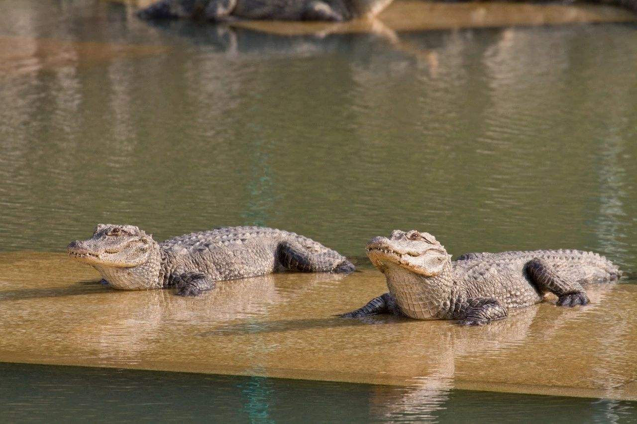 鳄鱼能有多可爱？中国独有扬子鳄，堪称鳄鱼界的软萌甜心