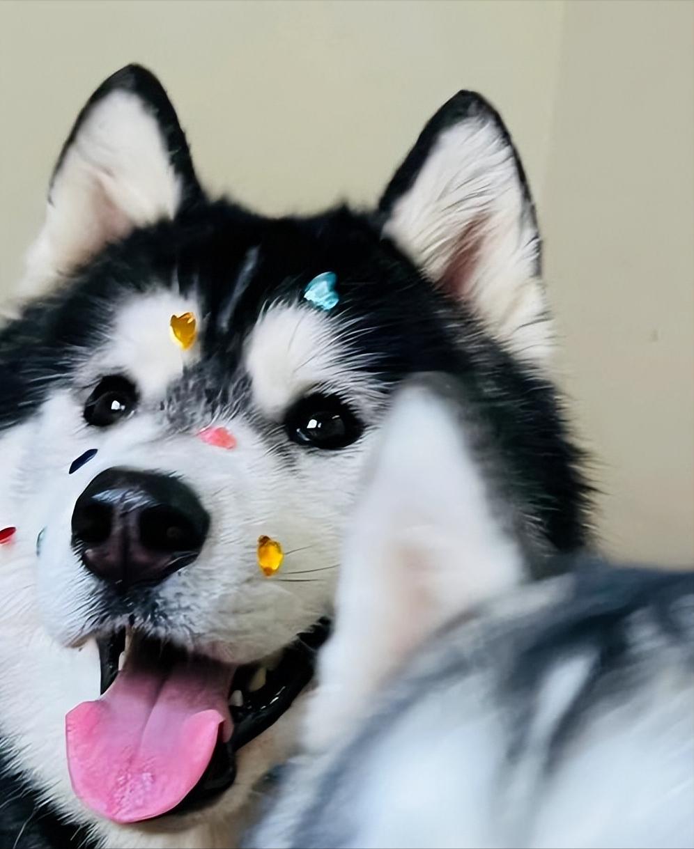 建议穷人养的10种狗爱干净,公认好养的6种狗特别适合新手