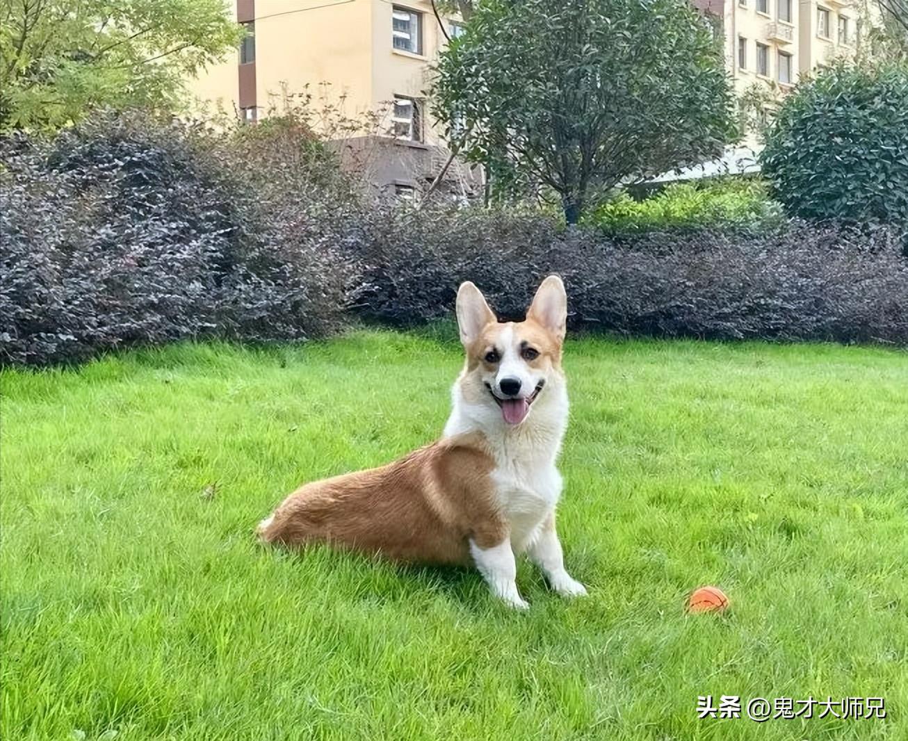 丈夫砍杀柯基暴力威胁妻子,砍杀柯基威胁妻子