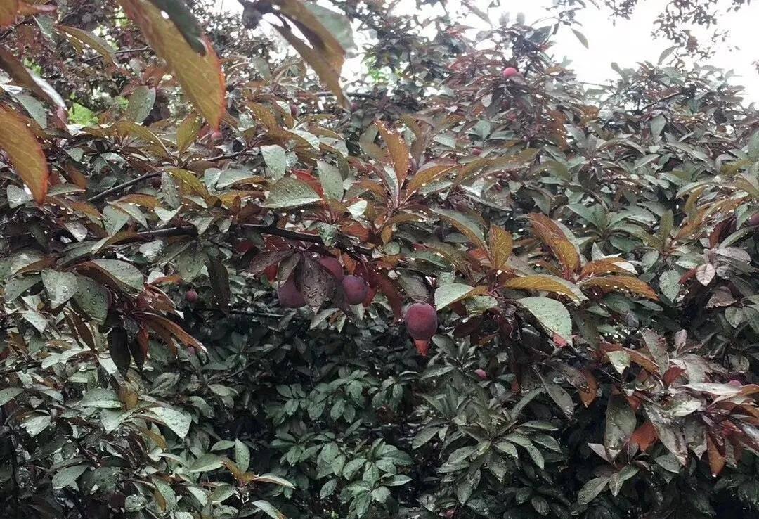 绿化带的水果吃了会怎么样,广东绿化带上的各种水果可以摘吗