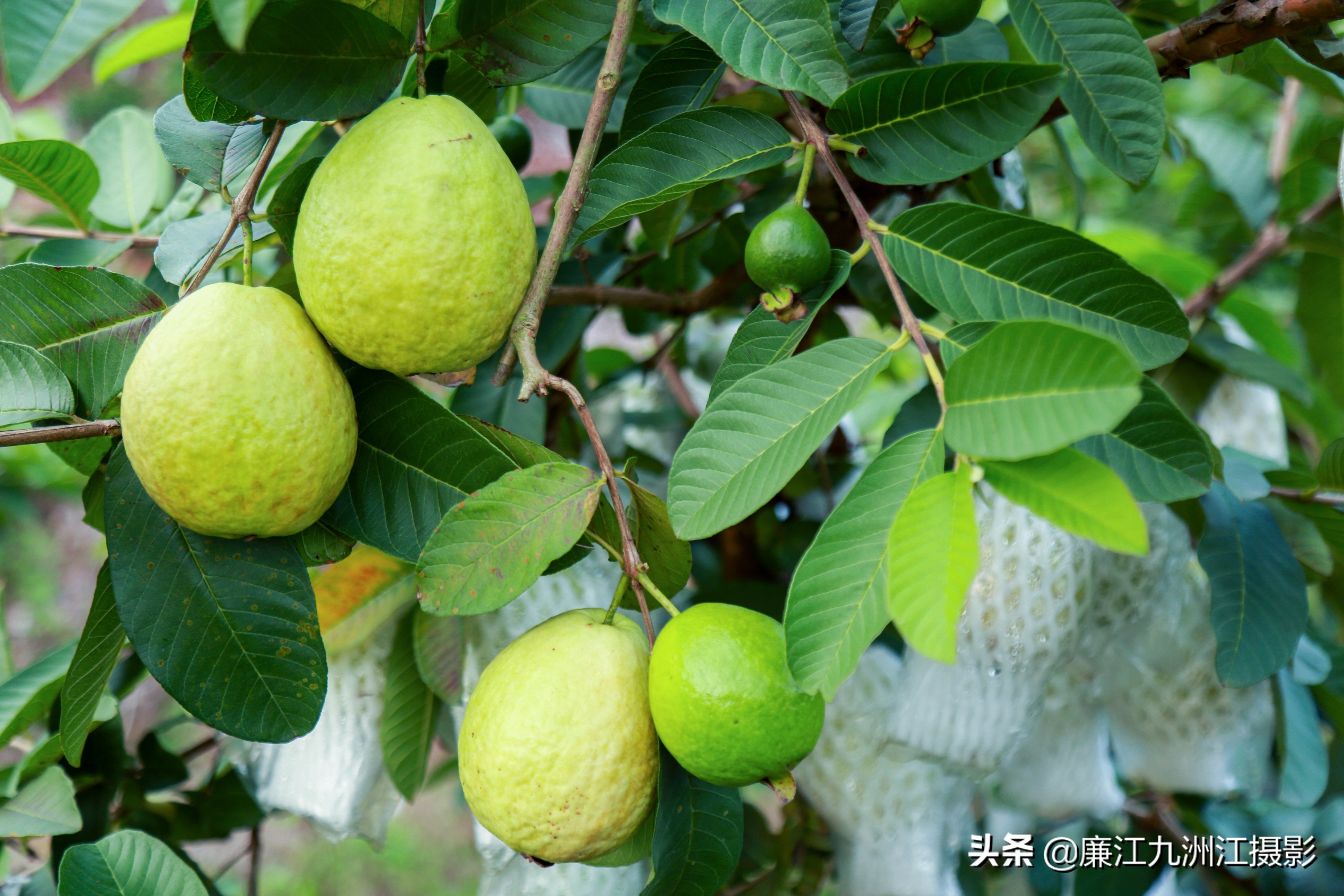 廉江吉水绿之源合作社,廉江市绿之渌分拣中心