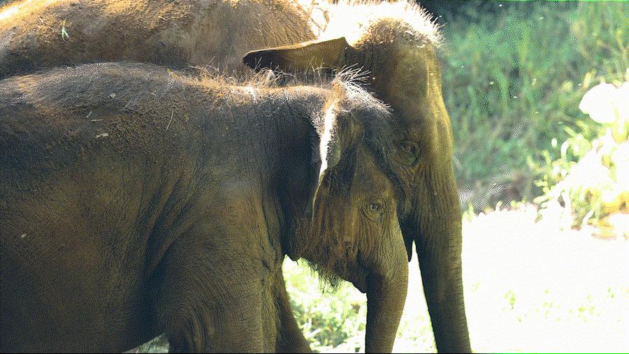 cop15大会高清图,cop15第二阶段会议有哪些人出席