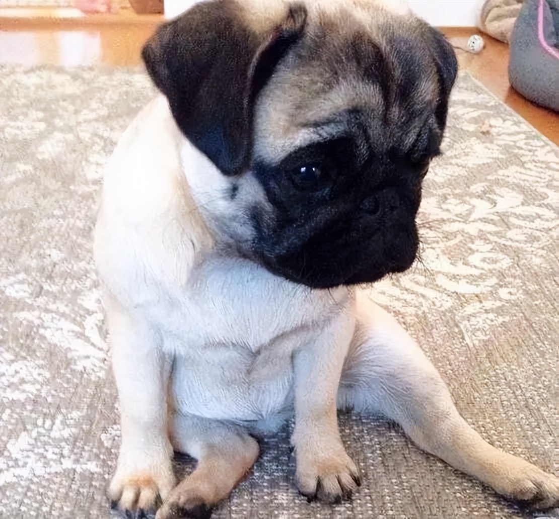 狗子为啥越喂越瘦,狗子越来越瘦但是很能吃