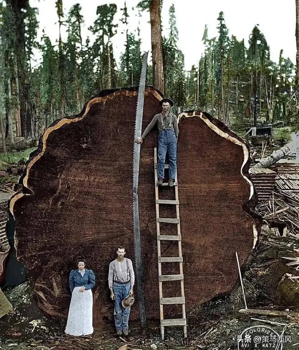 日本731部队测试母爱,日本731部队的母爱实验