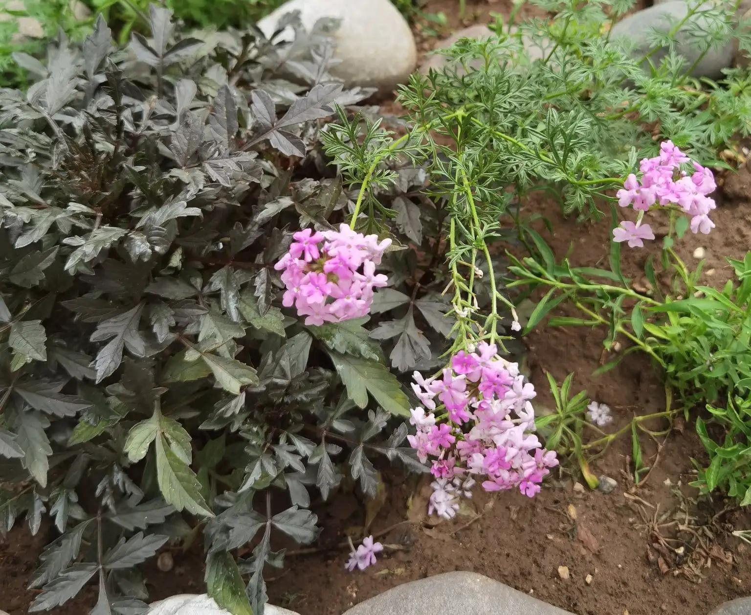 高温天气盼雨来,高温的炙烤