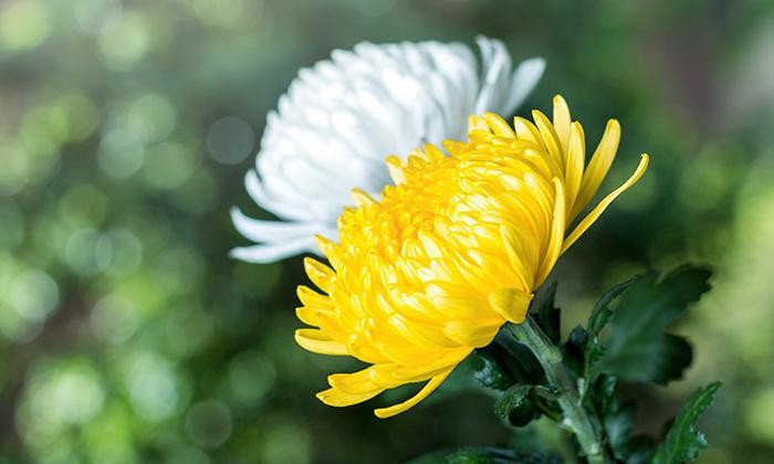 省心的白酒酿酒设备,500左右纯粮酿酒设备