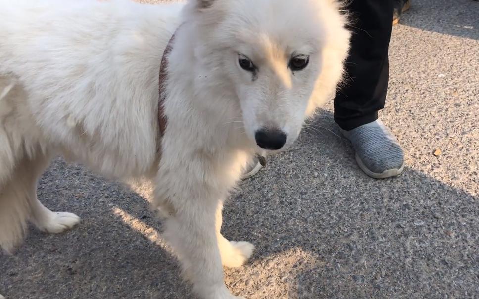 800块萨摩耶幼犬,800元萨摩耶