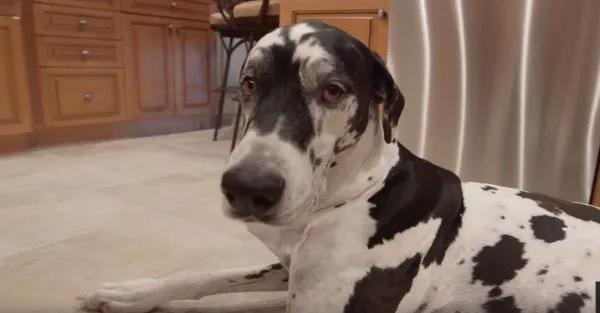 世界最大的狗要多少钱一只,世界上最大的狗狗排行榜第一名