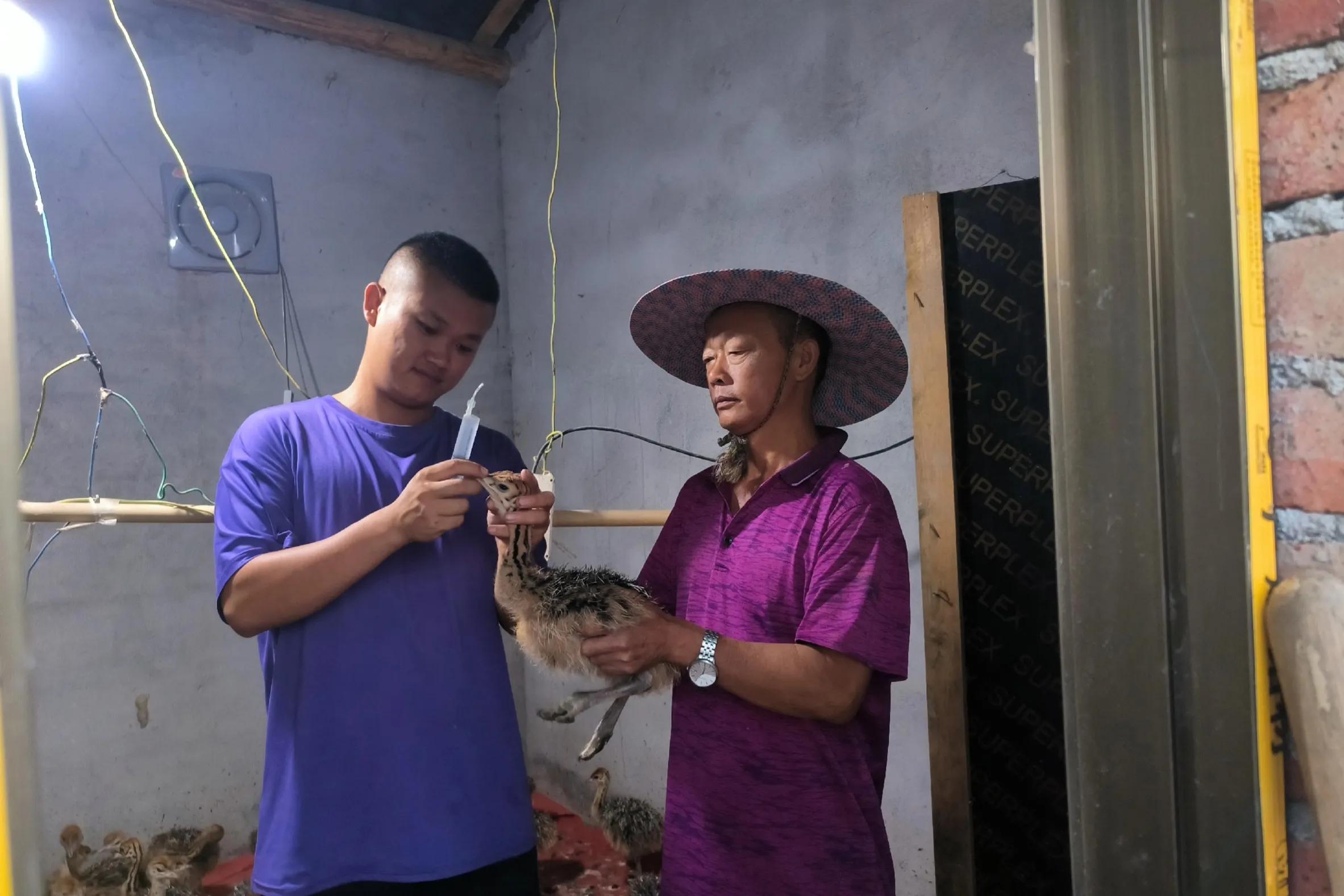 80后青年农民养殖鸵鸟,大学生回来养鸵鸟创业