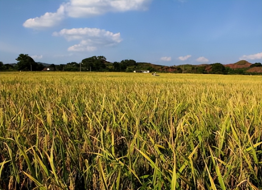 农民有工资了农村绿皮书发布,2023农民工资性收入或达9500元