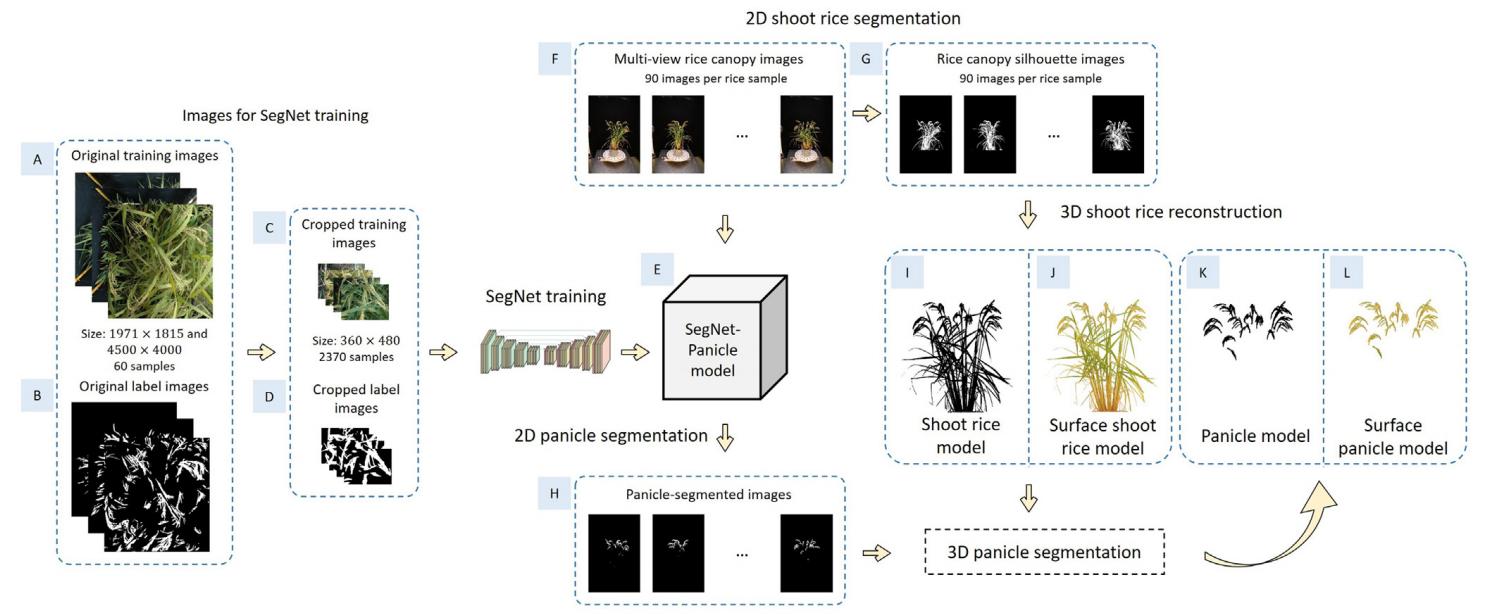 一种基于学习、轮廓形状和超体素聚类的低成本水稻穗三维建模方法