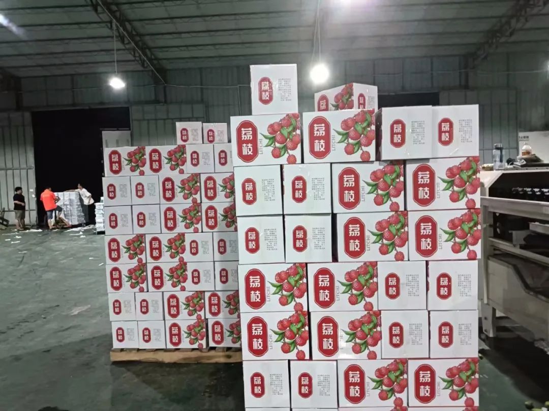 一棵大荔枝树一年能赚多少钱,一棵荔枝树卖几十万