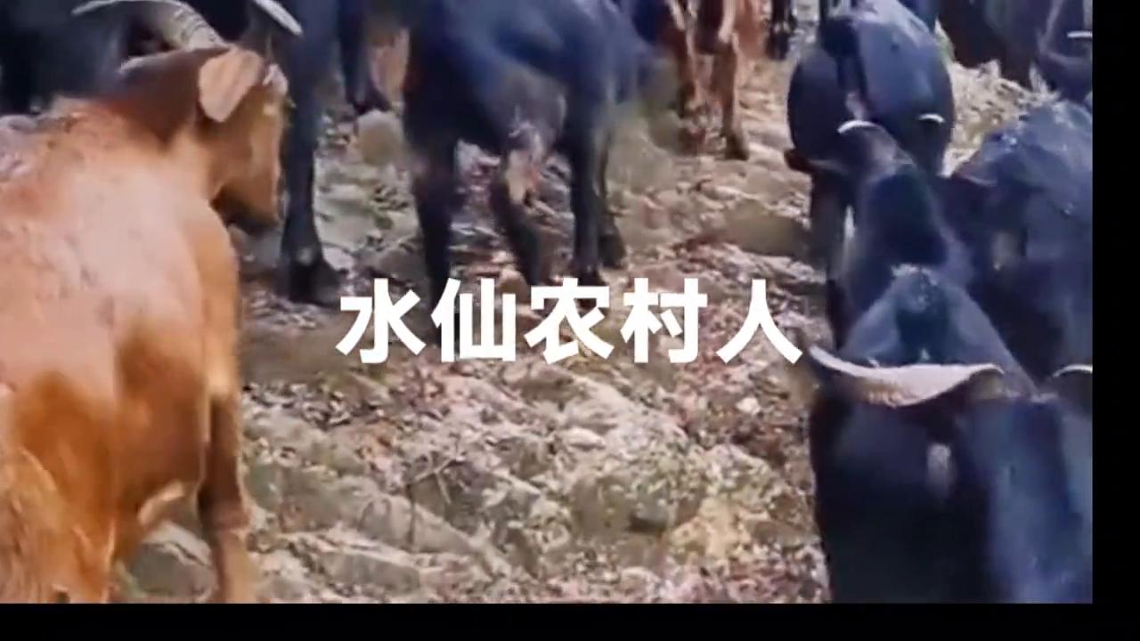 云南黑山羊养殖基地,黑山羊视频