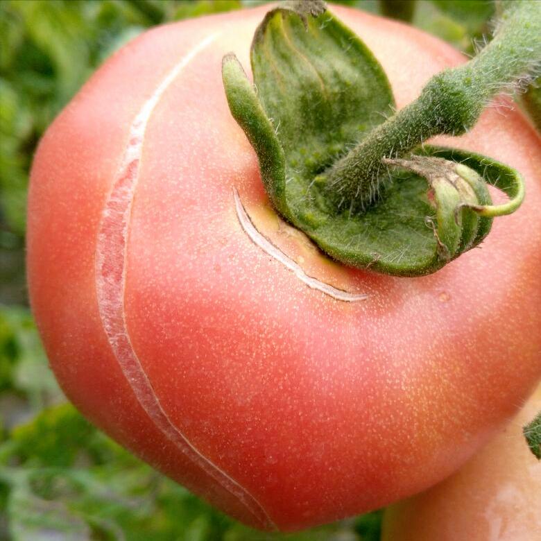 番茄裂果和卷叶是什么原因,番茄裂果是什么原因