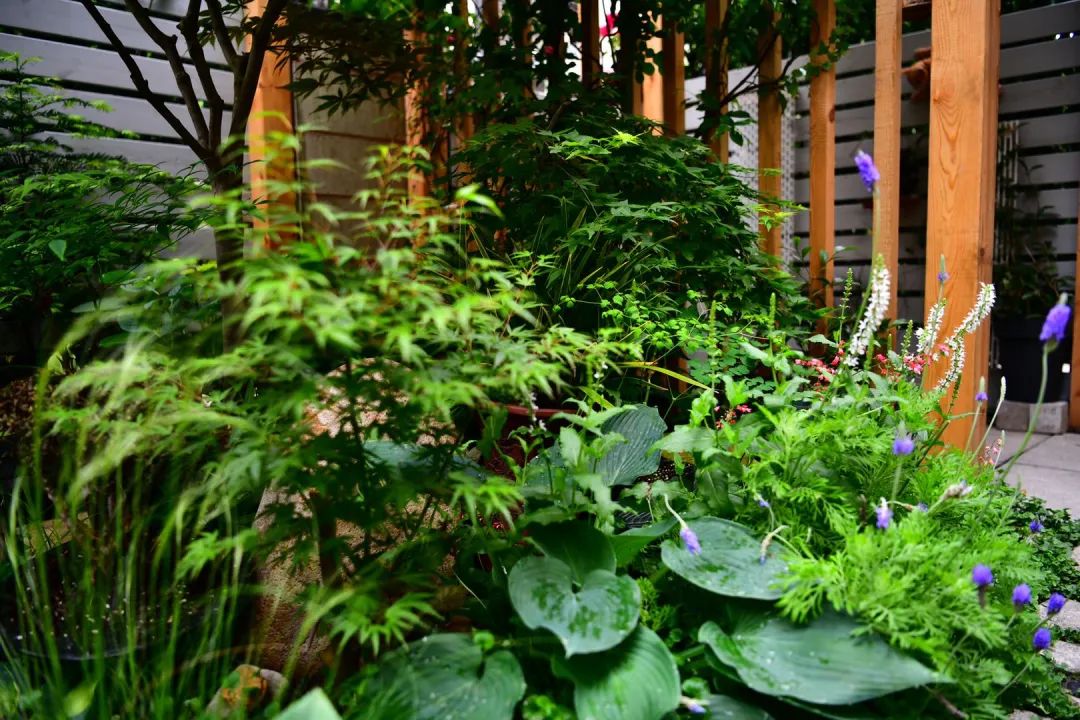 如何打造自己的小院,打造小院最省钱