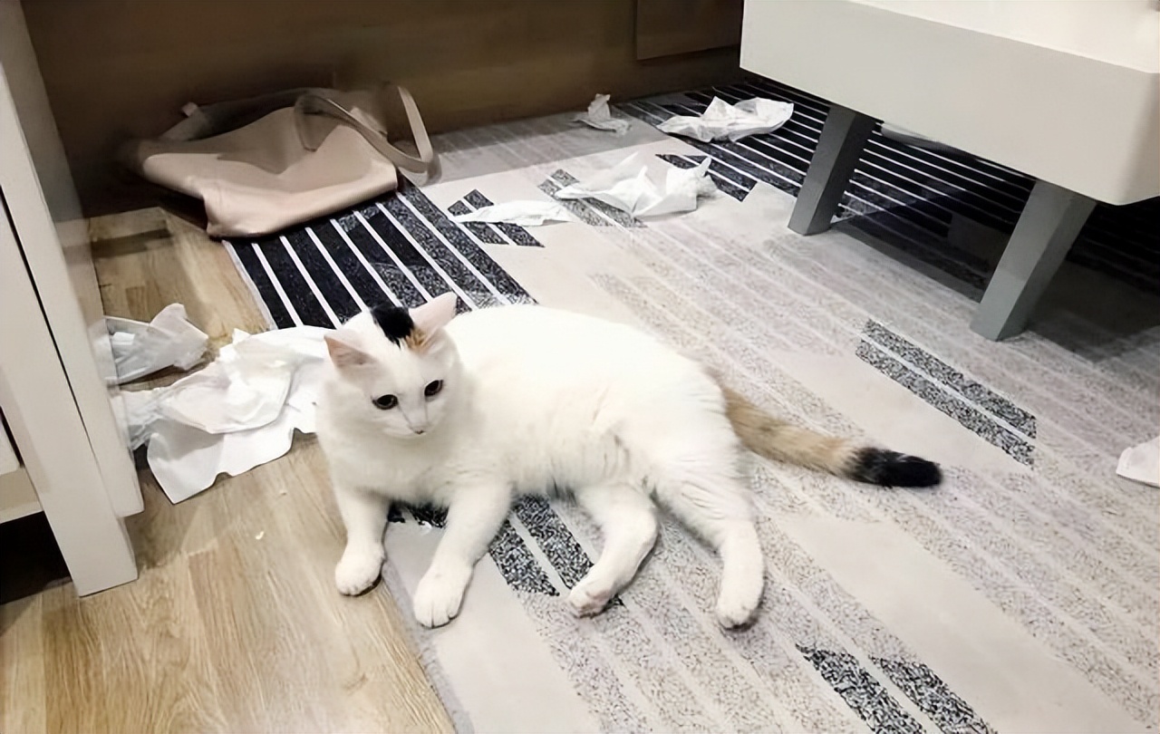 家里养几只猫会传染结肠炎吗,家里养几只猫对孩子学习有影响吗