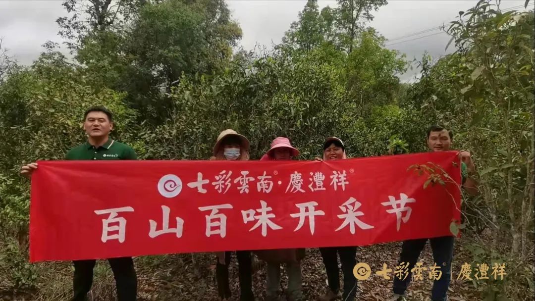 寻茶季普洱,寻茶季普洱古树茶