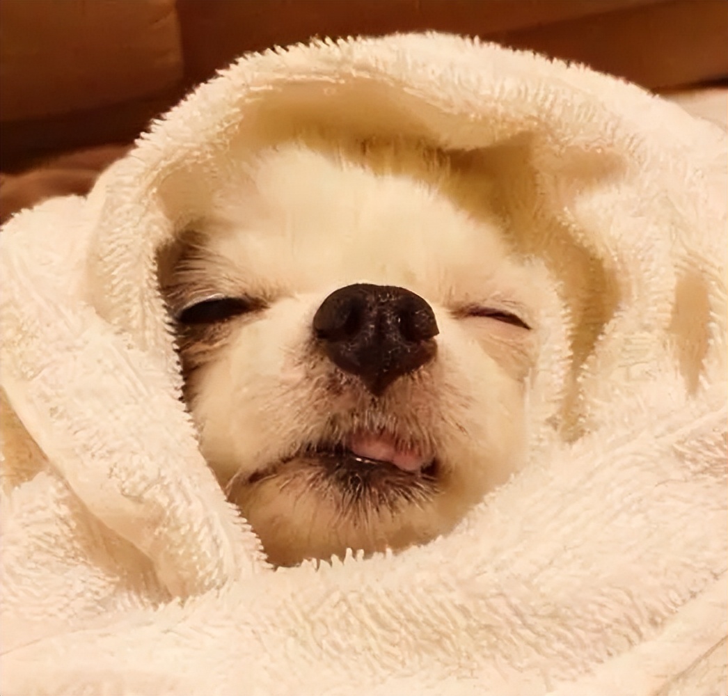 狗子犯困瞬间清醒,狗每天都在打瞌睡