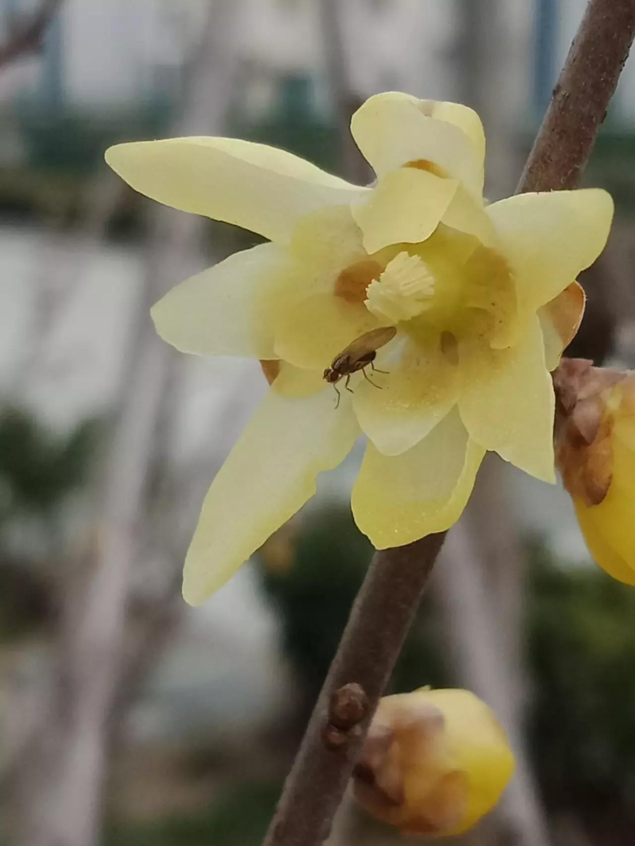 有些东西脏烂了就会有很多苍蝇,为什么任何东西腐烂就会有苍蝇