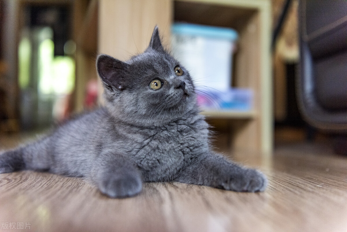 蓝猫会生出白灰色的猫吗,蓝猫和灰色的猫有什么区别