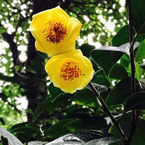 一月山茶花哪个地区最美,赏花山茶花